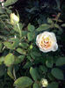 CAM02263