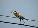 Prigoria (Merops apiaster)