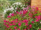 Red Ballerina, Lavender Dream, Perennial Blush