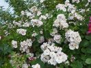 Perennial Blush