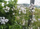 Paul's Himalayan Musk