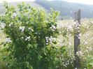 Paul's Himalayan Musk