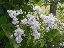 Paul's Himalayan Musk