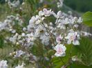 Paul's Himalayan Musk