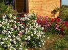 Perennial Blush, Maria Lisa, Violette, Lavender Dream, Red Ballerina
