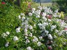Perennial Blush