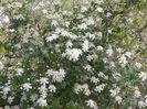 Clematis Summer Snow