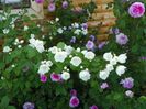 philadelphus Snowbelle