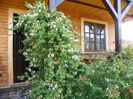 lonicera japonica