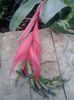 Floare de Bilbergia