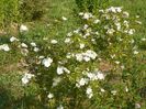 Darlow's Enigma