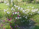Abigail Adams si Pompon de Bourgogne