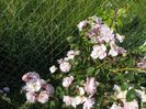 Rose Delacroix