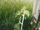 lonicera japonica Mint Crisp