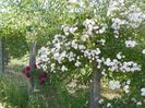 Paul's Himalayan Musk