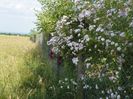 Paul's Himalayan Musk