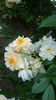 Guislaine de Feligonde