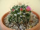 Mammillaria compressa