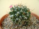 Mammillaria compressa