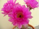 Echinocereus rigidissimus v. rubrispinus