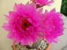 Echinocereus rigidissimus v. rubrispinus