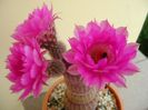 Echinocereus rigidissimus v. rubrispinus