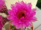 Echinocereus rigidissimus v. rubrispinus