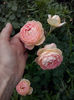 CAM02284