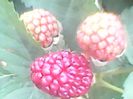 Boysenberry,1.06.2018
