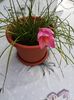 Zephyranthes