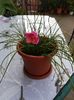 Zephyranthes