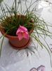 Zephyranthes