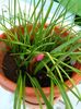 Zephyranthes