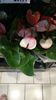 Anthurium Amalia Elegance alb cu roz