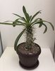 Pachypodium lamerei 25 lei