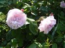 Fantin Latour