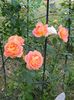 Lady of Shalott