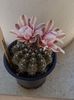 Gymnocalicium quehlianum