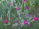 Lychnis coronaria