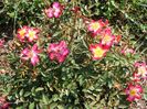 Star Profusion
