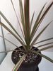 Dracaena Marginata Colorama 15 lei