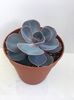 Echeveria Perle von Nurnberg 10 lei
