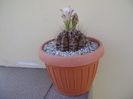 Gymnocalycium michanovichii