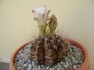 Gymnocalycium michanovichii