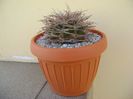 Gymnocalycium guanchinense = Gymnocalycium hossei