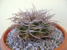 Gymnocalycium guanchinense = Gymnocalycium hossei