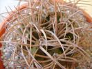 Gymnocalycium guanchinense = Gymnocalycium hossei