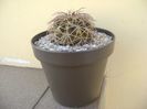 Gymnocalycium spegazzinii