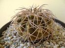 Gymnocalycium spegazzinii