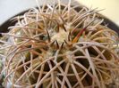 Gymnocalycium spegazzinii
